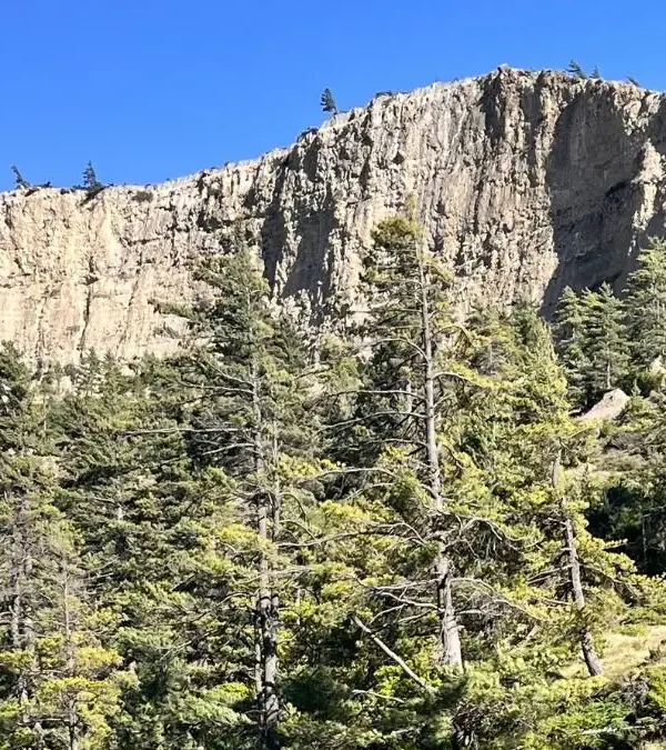 lower-mustang