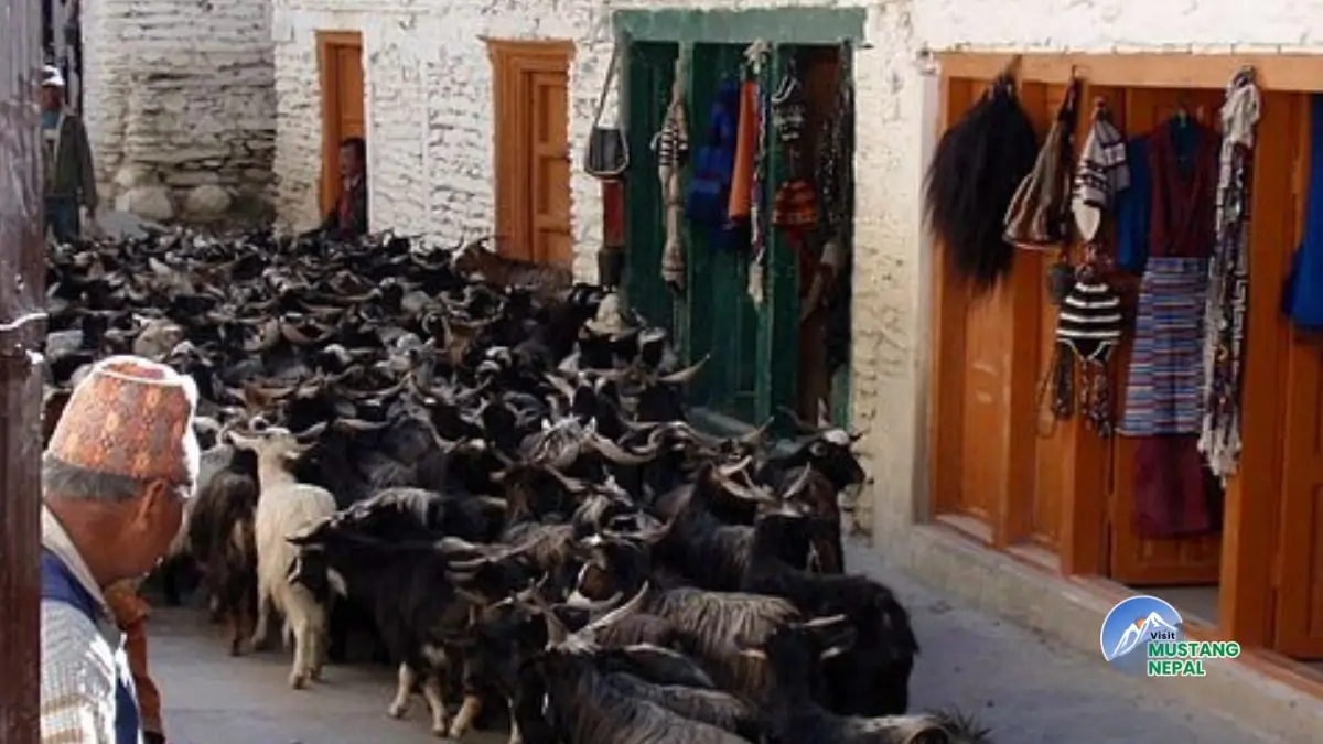 major-sectors-of-the-economy-of-mustang