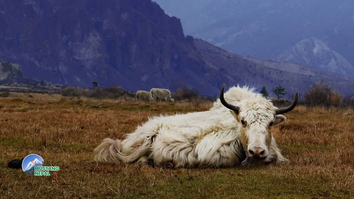 yak-in-mustang